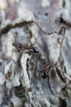 Deux fourmis sur &eacute;corce d&rsquo;arbre en macro