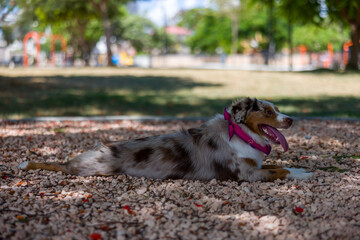 Australian shepherd red merle in park wearing a pink bandana.