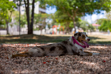 Australian shepherd red merle in park wearing a pink bandana.