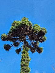 Raucaria angustifolia, also known as Paraná Pine or Brazilian Pine.