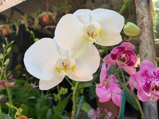  white  Orchids  with stem in Bloom