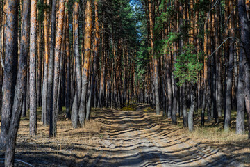 Autumn pine forest landscape near Severodonetsk Ukraine