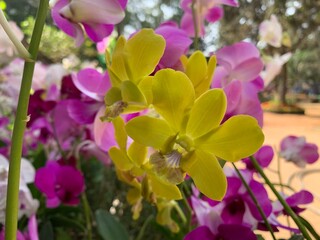 Vibrant yellow and Purple Orchids in Bloom