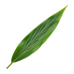 Fresh Lanceolate Green Leaf