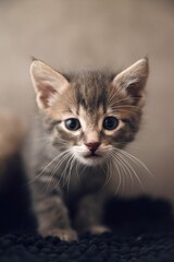 Fototapeta premium portrait of a baby cat