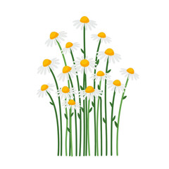 A vibrant illustration of a cluster of white daisies with yellow centers and green stems against a white background.