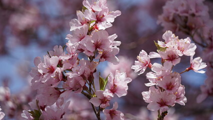 Pink Cherry Blossoms by the Lake in Nagano, Japan