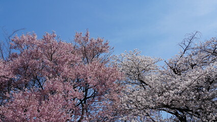 Pink Cherry Blossoms by the Lake in Nagano, Japan