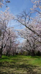 Pink Cherry Blossoms by the Lake in Nagano, Japan
