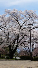 Obraz premium Pink Cherry Blossoms by the Lake in Nagano, Japan