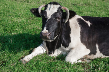 A dairy cow on a green meadow