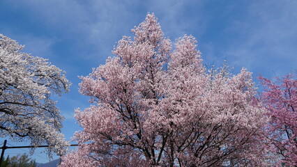 Pink Cherry Blossoms by the Lake in Nagano, Japan