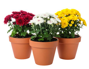Three potted chrysanthemum plants in terracotta pots, showcasing vibrant autumn color  
