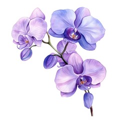 Fototapeta premium Watercolor Purple Orchid Branch Buds White Background, Botanical Art Elegant Flora Illustration