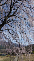 Pink Cherry Blossoms by the Lake in Nagano, Japan