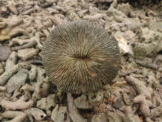 Photo of Coral Mushroom (order Corallimorpharia)