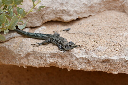 Teira dugesii, comummente conhecida como lagartixa-da-madeira,  pequeno lagarto, fam&iacute;lia Lacertidae. 