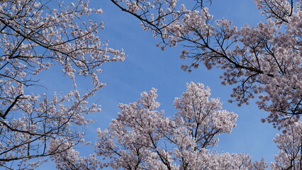 Pink Cherry Blossoms by the Lake in Nagano, Japan