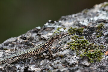 Lagarto na rocha, lagartixa, lagartos ,Gekkonidae, osgas, Lacertidae ,sardaniscas