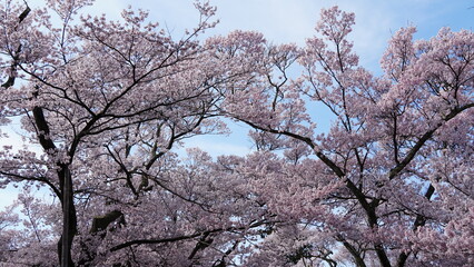 Pink Cherry Blossoms by the Lake in Nagano, Japan
