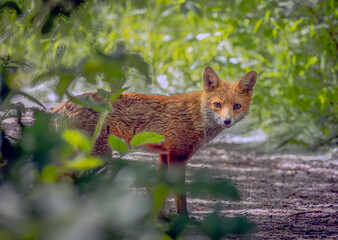 Fototapeta premium red fox in the forest
