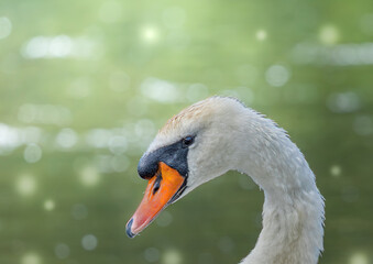 Fototapeta premium mute swan portrait