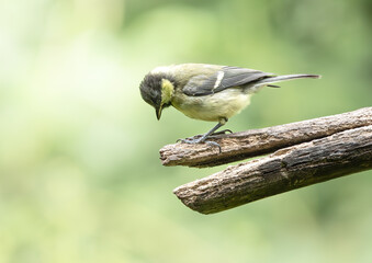 Obraz premium Great Tit