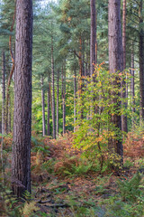 Obraz premium autumn forest in the morning