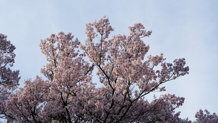 Pink Cherry Blossoms by the Lake in Nagano, Japan