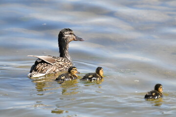 duck and ducklings