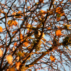 Blue tit in tree