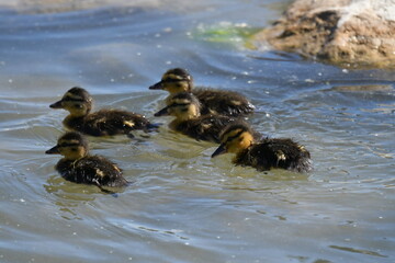 Swimming ducklings
