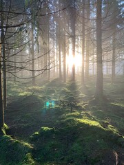 morning in the forest