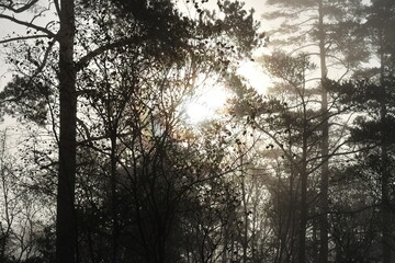 Sunrise in the forest