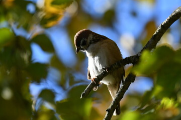 Tree sparrow on branch