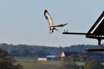 Buzzard in flight