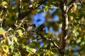 Birds on a branch