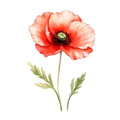 Naklejka premium Single red watercolor poppy, green leaves, upright stem, white background illustration