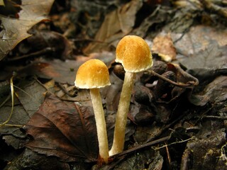 Psathyrella candolleana, known as Jokjaebi-nunmul-beoseot, is a delicate mushroom with pale caps, often growing in grasslands and urban areas. Photographed in Korea.
