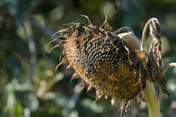 Close-up of sunflower with formed seeds