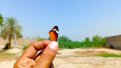 butterfly on finger