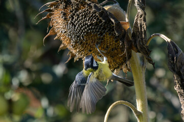 Great tit on a sunflower plant in search of its seeds