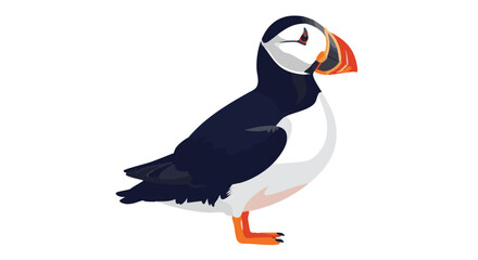 Obraz premium vector illustration of a Puffin Bird