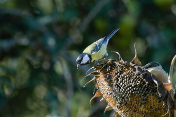 Great tit on a sunflower plant in search of its seeds