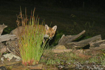 The face of a fox appearing behind some plants at night