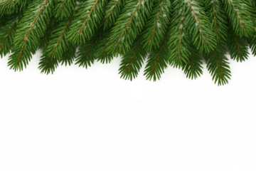 Evergreen fir tree branches covered with snow creating rustic christmas holiday border on transparent background