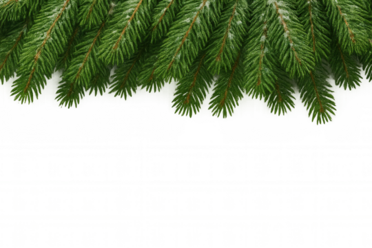 Evergreen fir tree branches covered with snow creating rustic christmas holiday border on transparent background