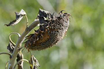 Close-up of sunflower with formed seeds