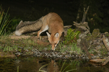Fox drinking from a pond at night