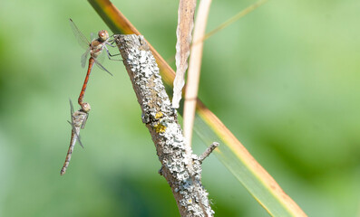 Pair of dragonflies of the species Sympetrum striolatum in pre-copulatory attitude